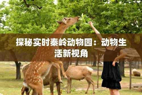 探秘实时秦岭动物园:动物生活新视角