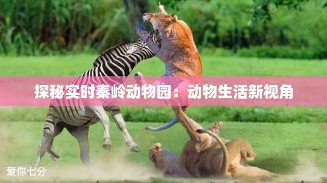 探秘实时秦岭动物园:动物生活新视角