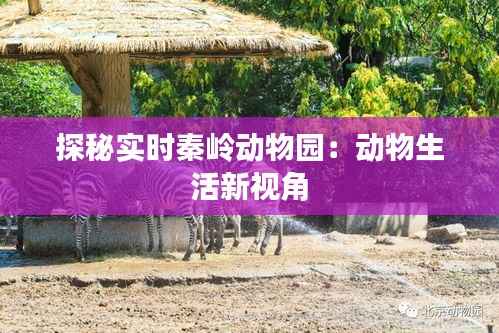探秘实时秦岭动物园:动物生活新视角