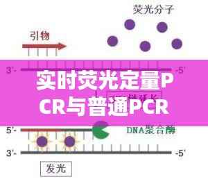 实时荧光定量PCR与普通PCR：技术差异与应用比较