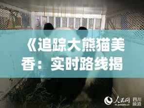 《追踪大熊猫美香:实时路线揭秘之旅》