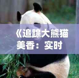 《追踪大熊猫美香:实时路线揭秘之旅》