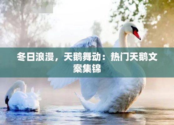 冬日浪漫,天鹅舞动:热门天鹅文案集锦