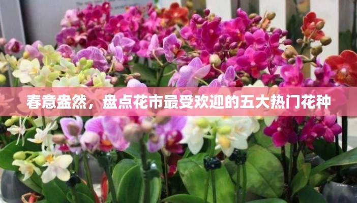 春意盎然,盘点花市最受欢迎的五大热门花种