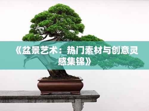 《盆景艺术:热门素材与创意灵感集锦》