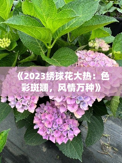 《2023绣球花大热:色彩斑斓,风情万种》