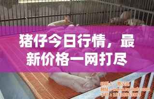 猪仔今日行情,最新价格一网打尽