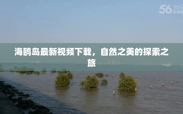 海鸥岛最新视频下载,自然之美的探索之旅
