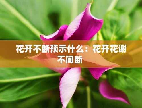 花开不断预示什么:花开花谢不间断
