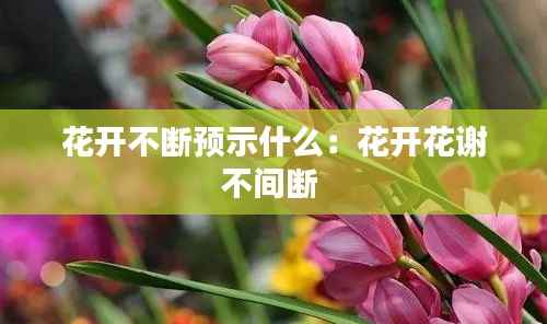 花开不断预示什么:花开花谢不间断