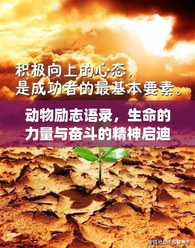 动物励志语录,生命的力量与奋斗的精神启迪人心!