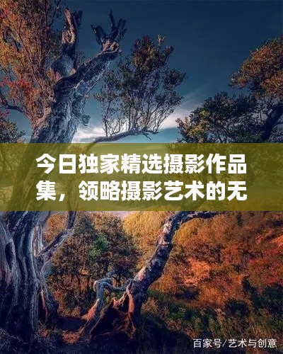 今日独家精选摄影作品集，领略摄影艺术的无穷魅力