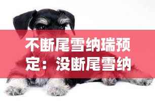 不断尾雪纳瑞预定:没断尾雪纳瑞