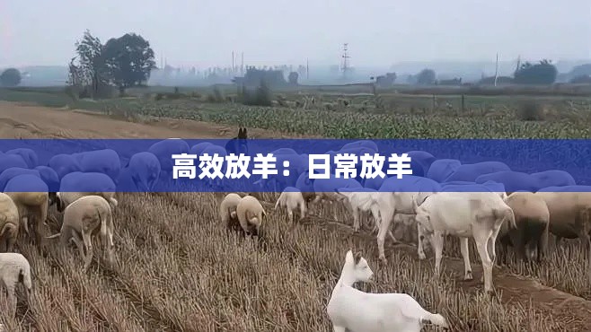 高效放羊:日常放羊