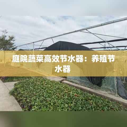 庭院蔬菜高效节水器:养殖节水器