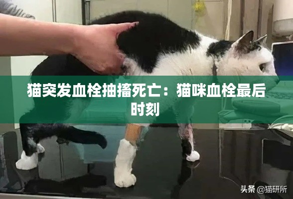 猫突发血栓抽搐死亡:猫咪血栓最后时刻