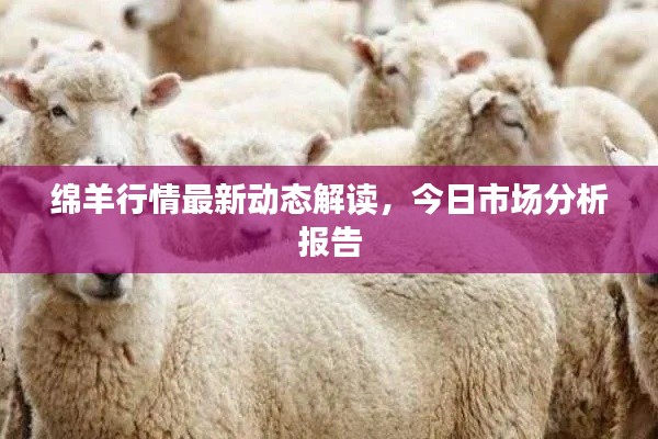 绵羊行情最新动态解读,今日市场分析报告