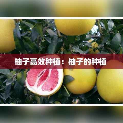 柚子高效种植:柚子的种植