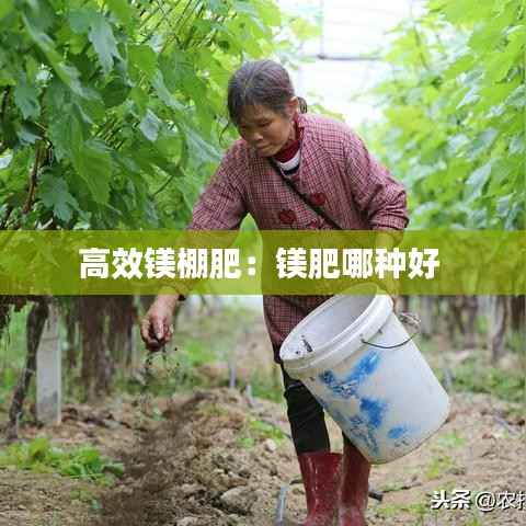 高效镁棚肥:镁肥哪种好