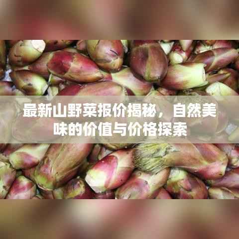 最新山野菜报价揭秘,自然美味的价值与价格探索