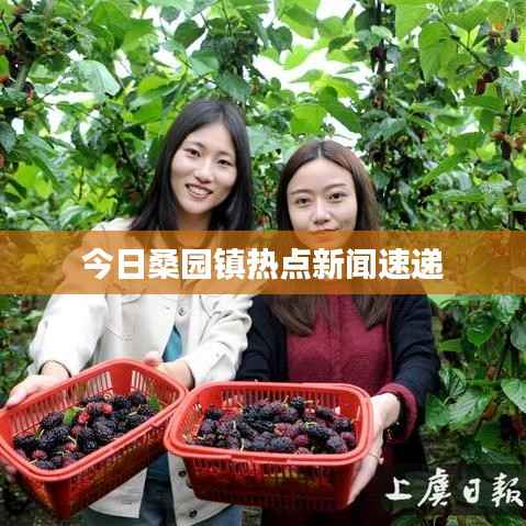 今日桑园镇热点新闻速递