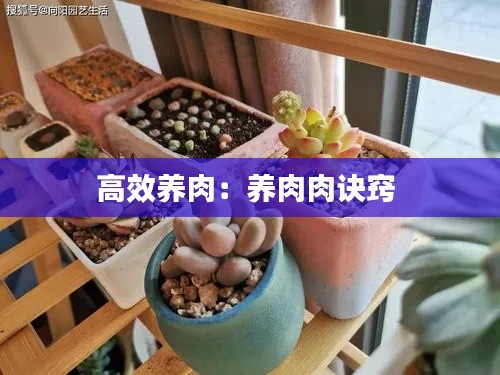 高效养肉:养肉肉诀窍