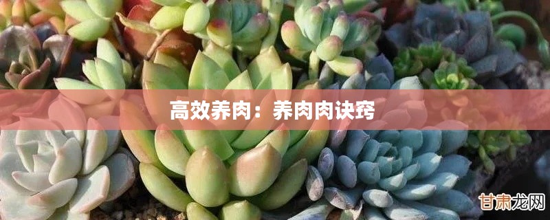 高效养肉:养肉肉诀窍