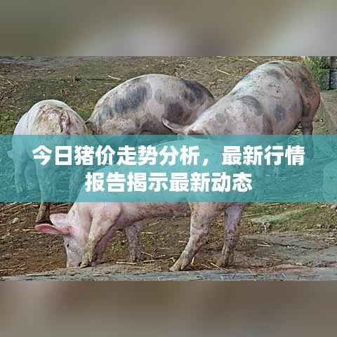 今日猪价走势分析,最新行情报告揭示最新动态