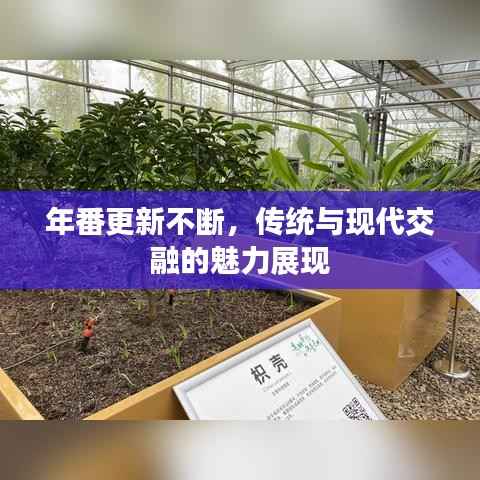 年番更新不断,传统与现代交融的魅力展现