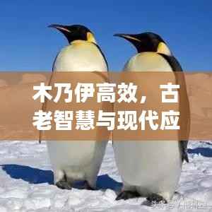 木乃伊高效,古老智慧与现代应用的完美融合