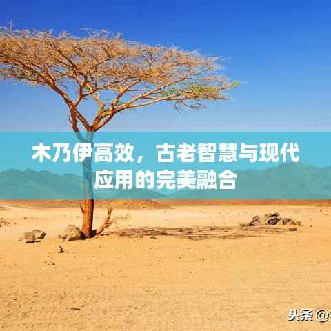 木乃伊高效,古老智慧与现代应用的完美融合
