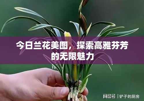 今日兰花美图，探索高雅芬芳的无限魅力
