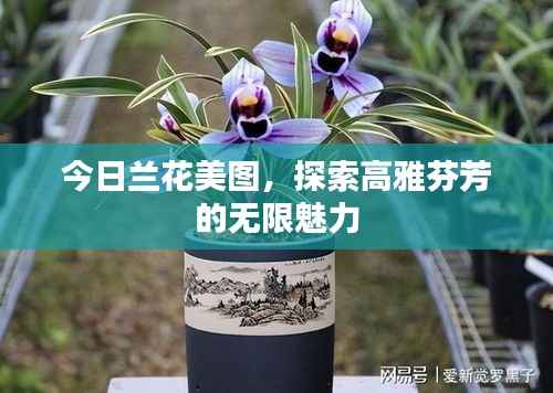 今日兰花美图,探索高雅芬芳的无限魅力