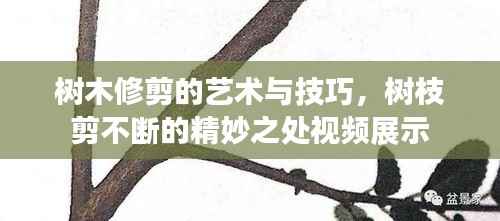 树木修剪的艺术与技巧,树枝剪不断的精妙之处视频展示