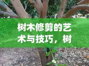 树木修剪的艺术与技巧,树枝剪不断的精妙之处视频展示