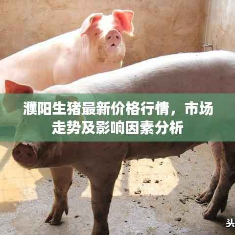 濮阳生猪最新价格行情，市场走势及影响因素分析