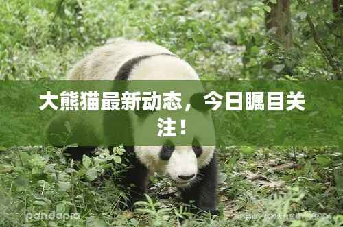 大熊猫最新动态,今日瞩目关注!