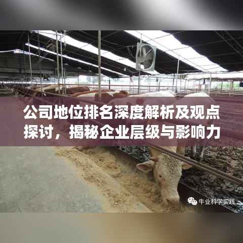 公司地位排名深度解析及观点探讨,揭秘企业层级与影响力之谜