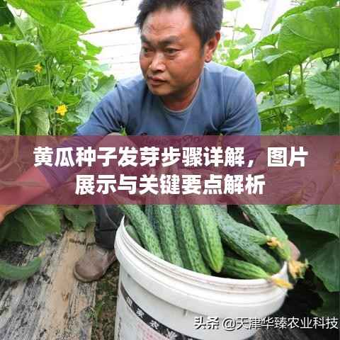 黄瓜种子发芽步骤详解,图片展示与关键要点解析