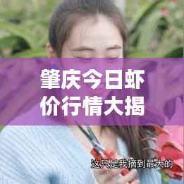 肇庆今日虾价行情大揭秘，最新报告更新