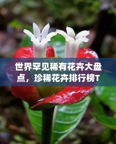 世界罕见稀有花卉大盘点,珍稀花卉排行榜TOP未知