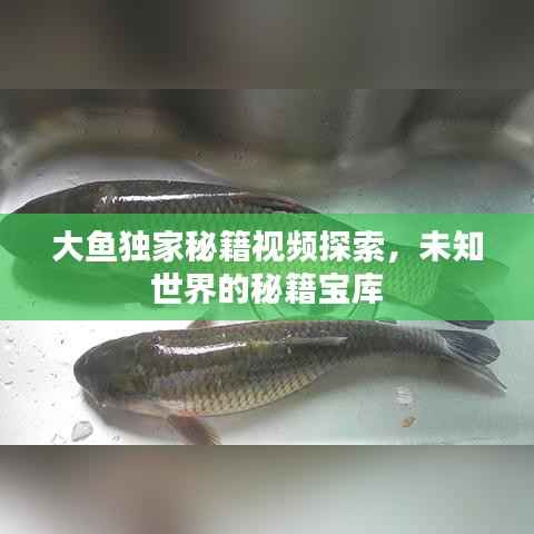 大鱼独家秘籍视频探索，未知世界的秘籍宝库