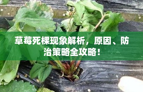 草莓死棵现象解析,原因、防治策略全攻略!