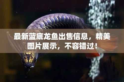 最新蓝底龙鱼出售信息,精美图片展示,不容错过!