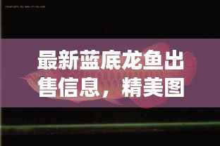 最新蓝底龙鱼出售信息,精美图片展示,不容错过!