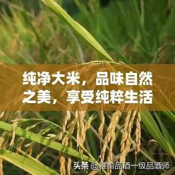 纯净大米，品味自然之美，享受纯粹生活之选！
