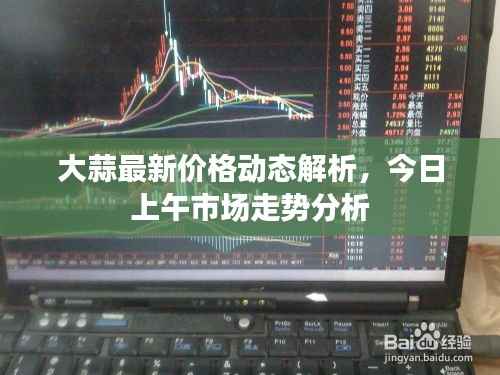 大蒜最新价格动态解析，今日上午市场走势分析