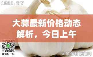 大蒜最新价格动态解析,今日上午市场走势分析