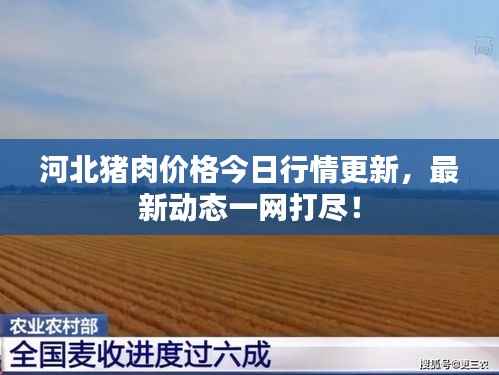 河北猪肉价格今日行情更新,最新动态一网打尽!