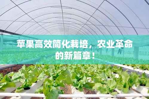 苹果高效简化栽培，农业革命的新篇章！